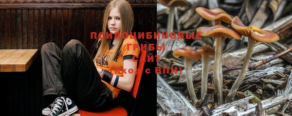 прущие грибы Покачи