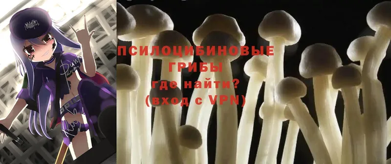 Галлюциногенные грибы Psilocybine cubensis Унеча